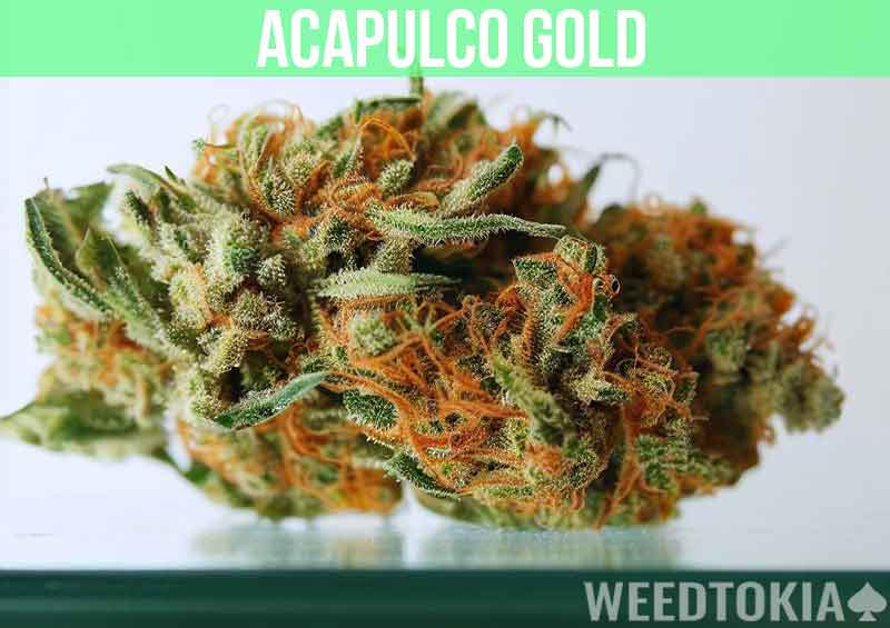 Acapulco Gold at dispensary