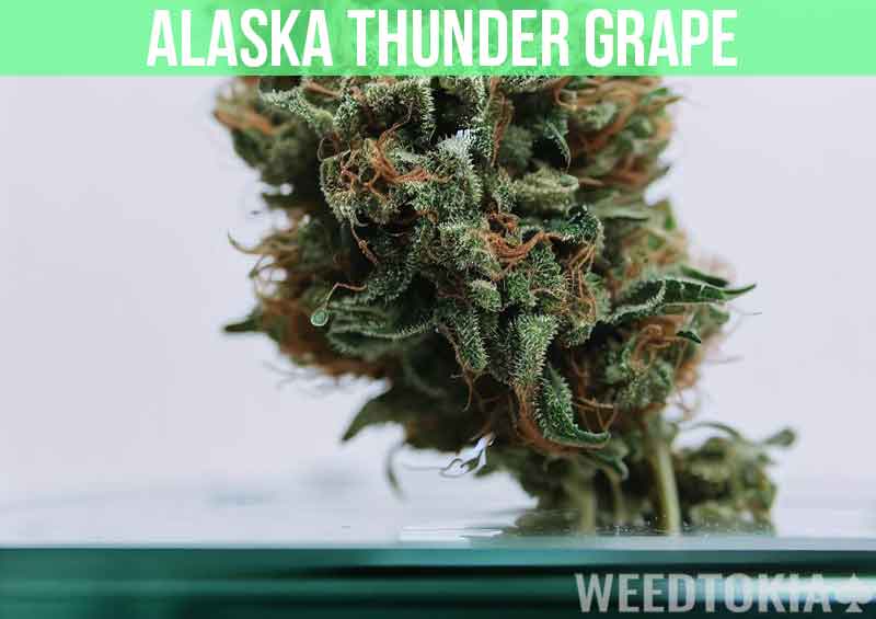 Alaska Thunder Grape Marijuana Bud