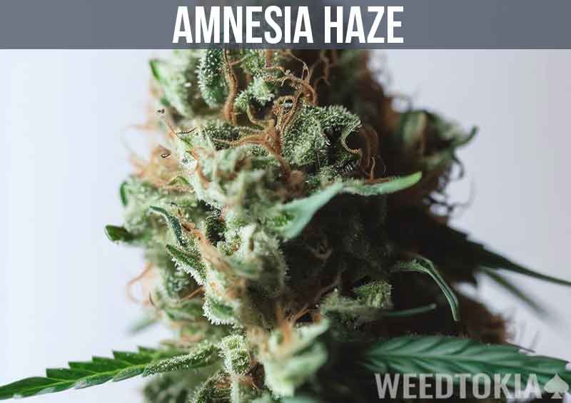 Amnesia Haze Strain