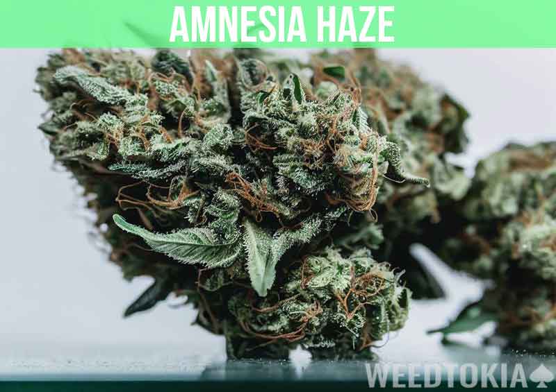 Amnesia Haze at dispensary