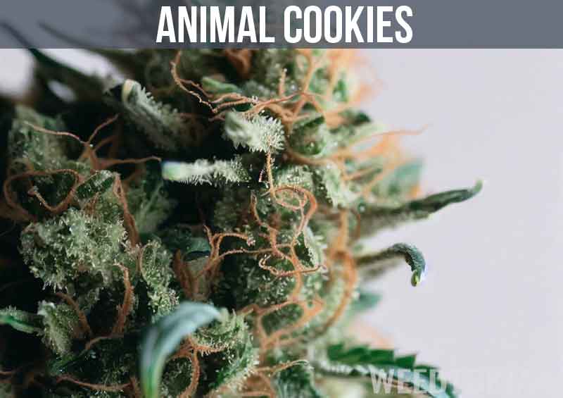 Animal Cookies