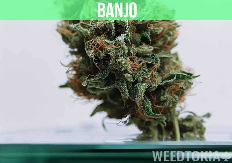 Banjo at dispensary