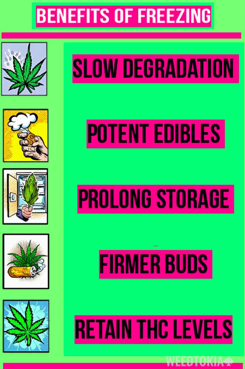 Benefits of freezing marijuana (infographic)