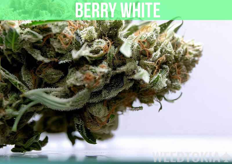 Berry White at dispensary