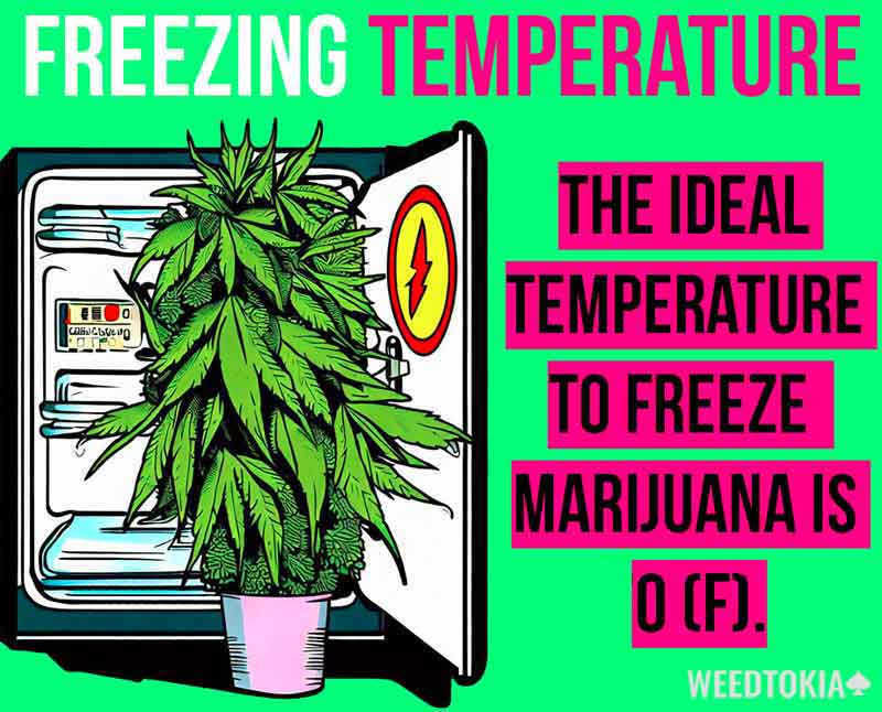 Best freezing temperature for weed