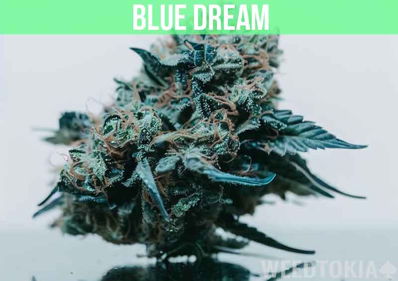 Blue Dream at dispensary