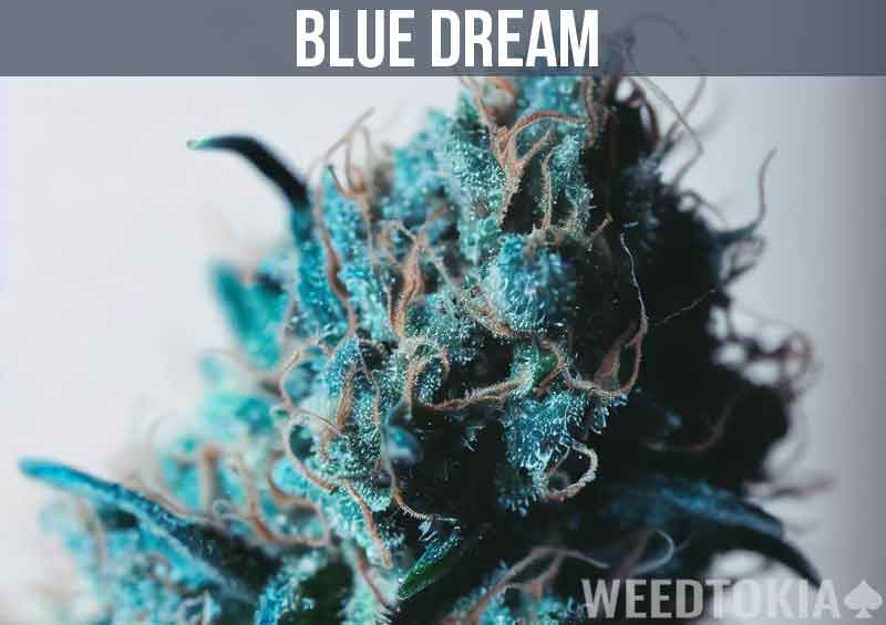 Blue Dream Weed Strain