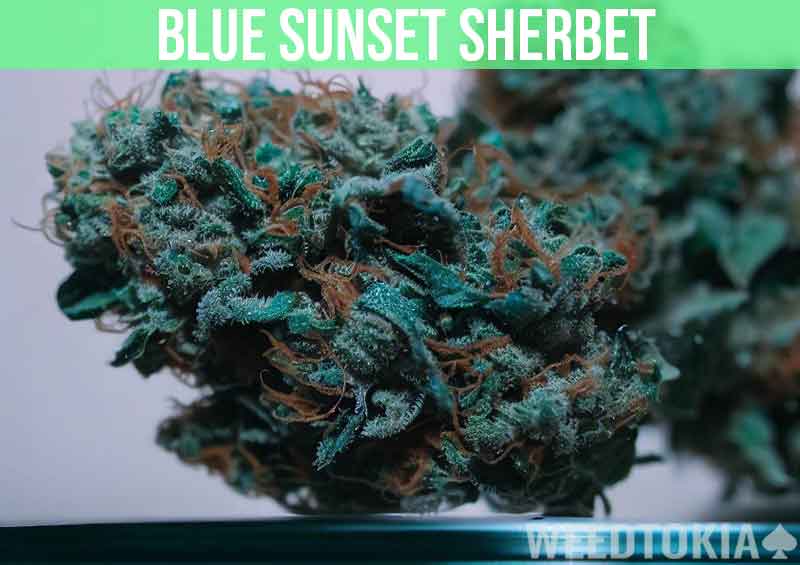 Blue Sunset Sherbet at dispensary