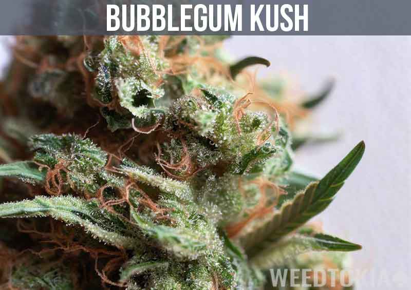 Bubblegum Kush Strain