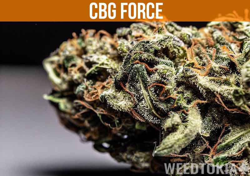 CBG Force on desk