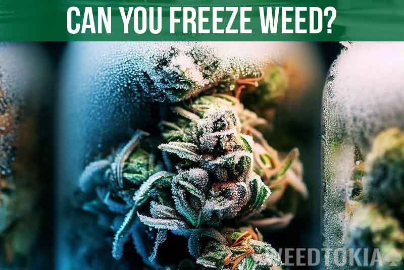 Can You Freeze Weed Featured Image