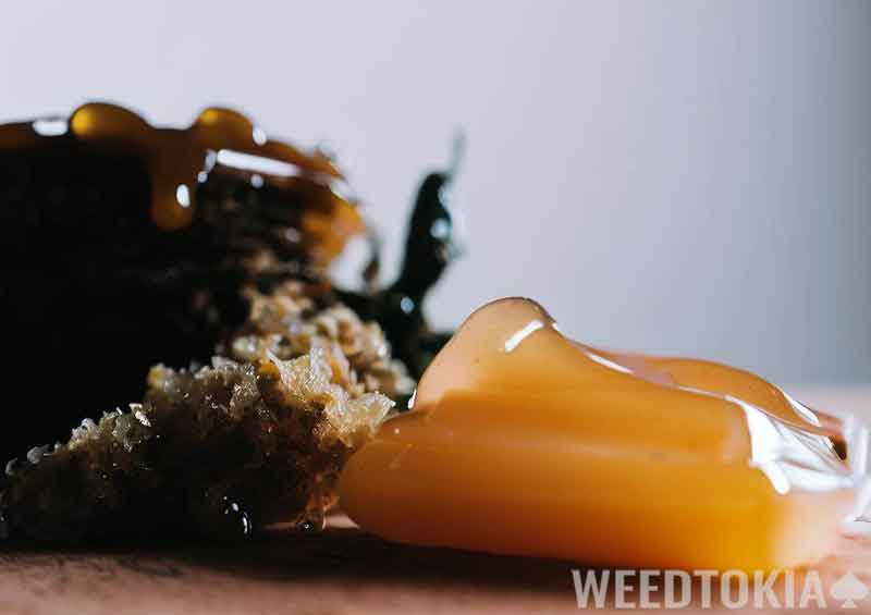 Cannabis wax and concentrate