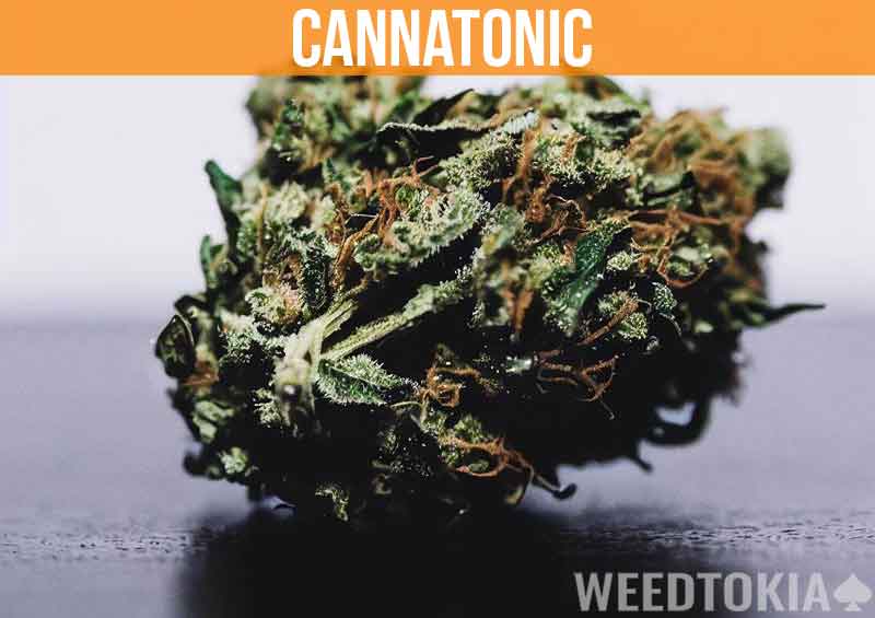 Cannatonic on desk