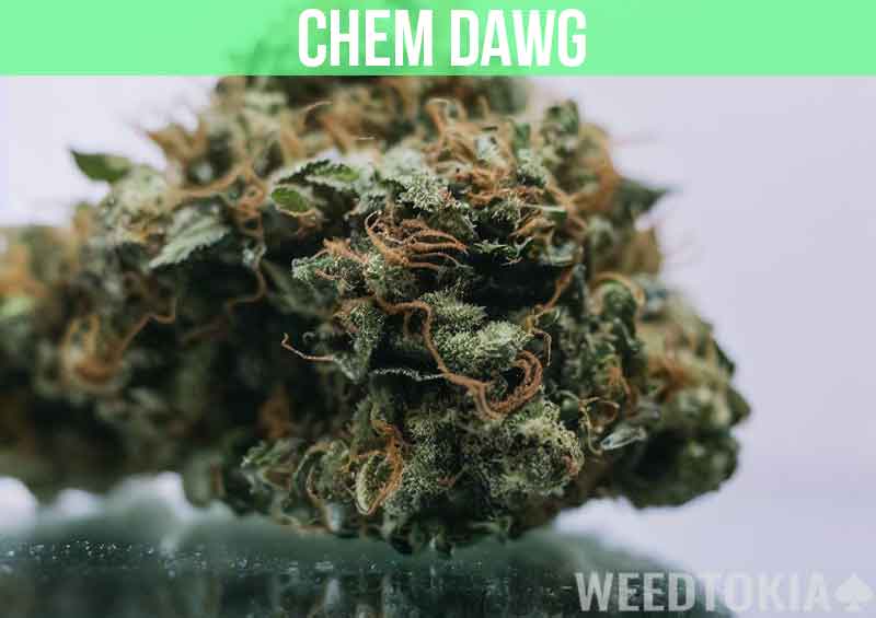 Chem Dawg Strain