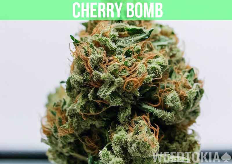 Cherry Bomb at dispensary