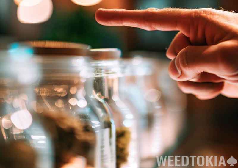 Choosing marijuana at a dispensary