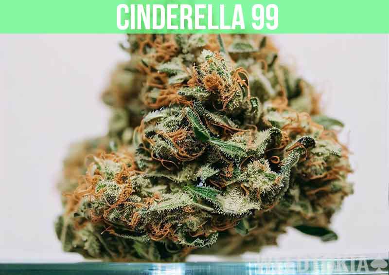 Cinderella 99 at dispensary