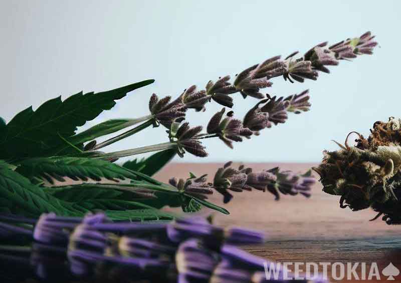 Close-up of weed and Lavender