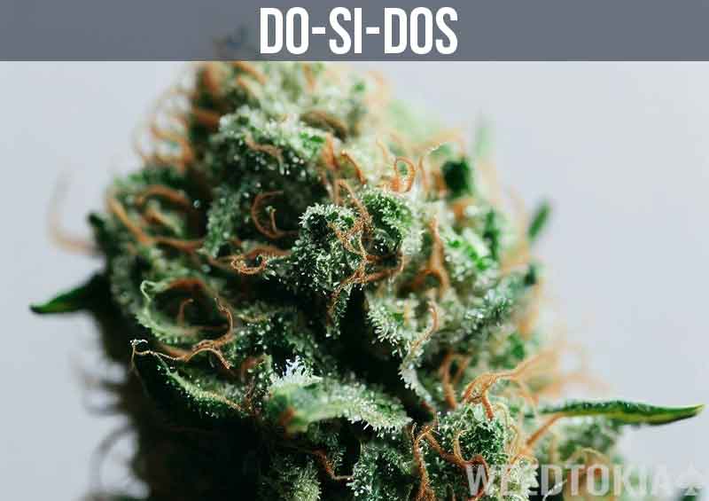 Do-Si-Dos Strain