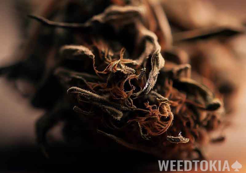 Dry weed on a table