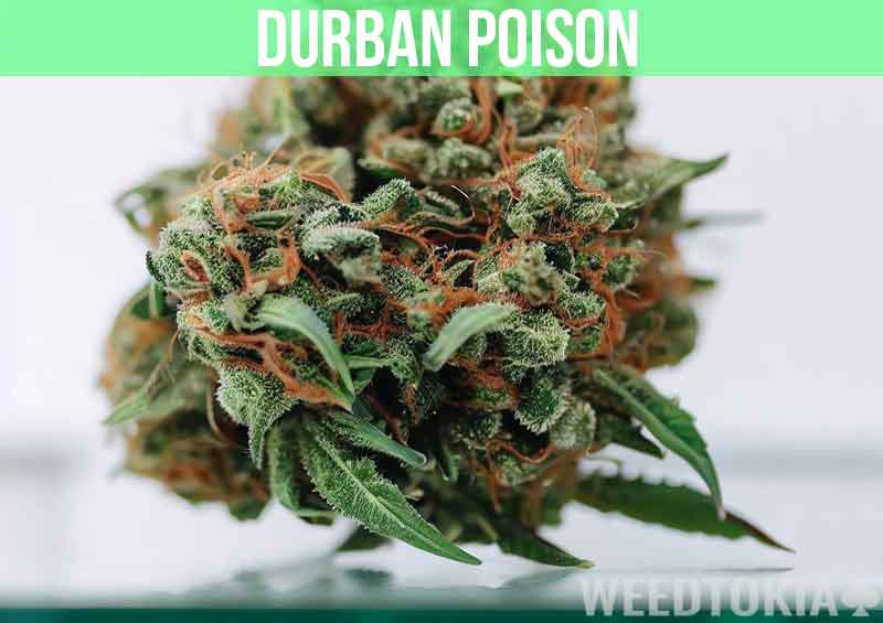 Durban Poison at dispensary