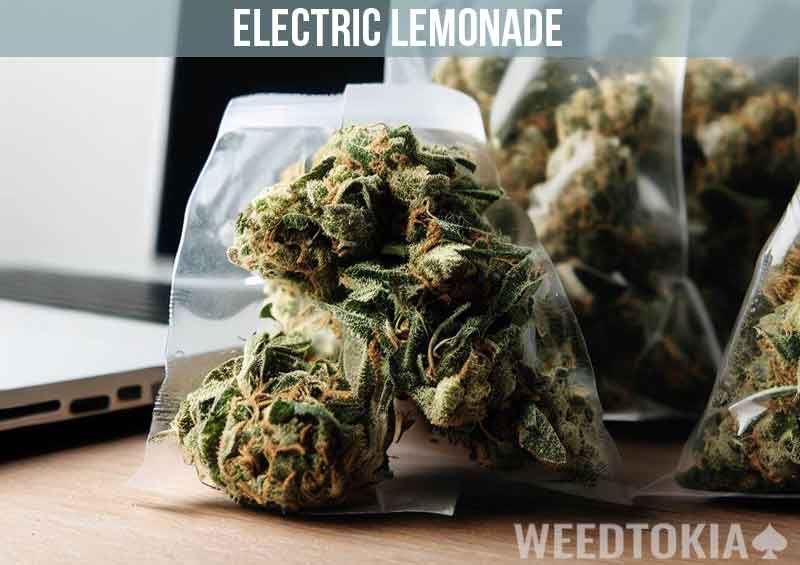 Electric Lemonade in baggies