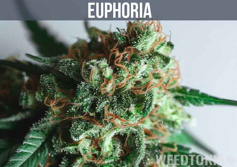 Euphoria Weed Strain