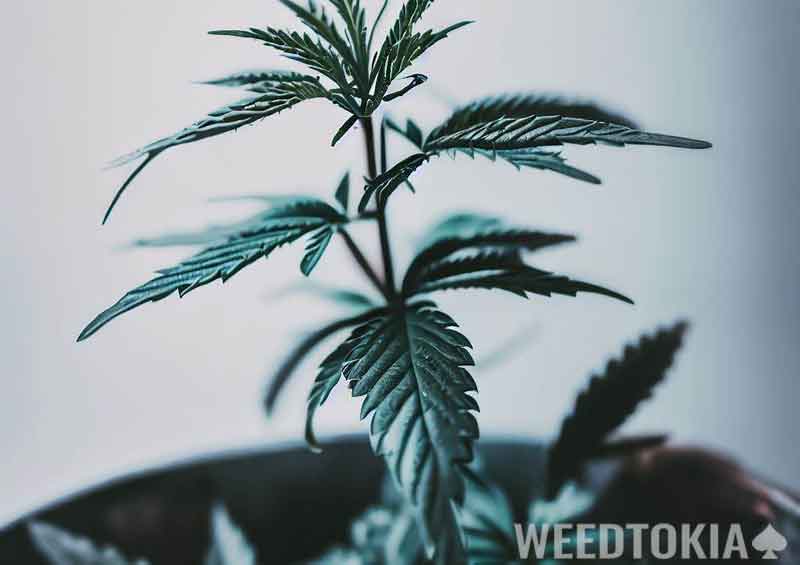 Fresh leaves growing in bucket