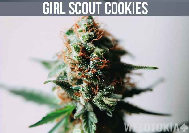 Girl Scout Cookies Cannabis Strain