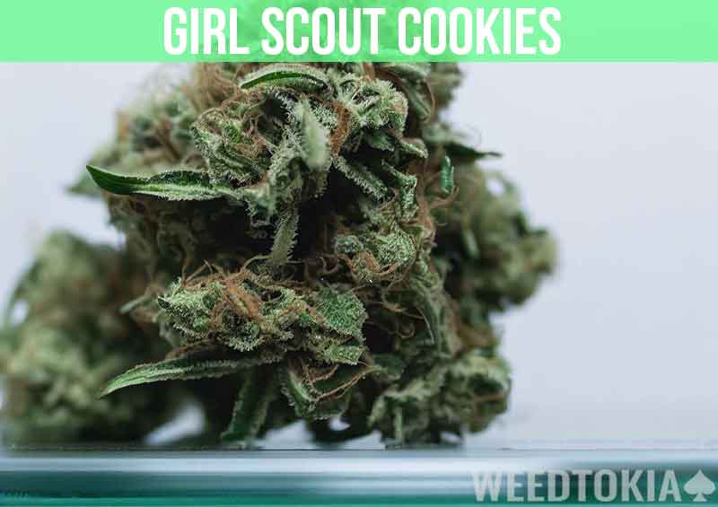 Girl Scout Cookies at dispensary