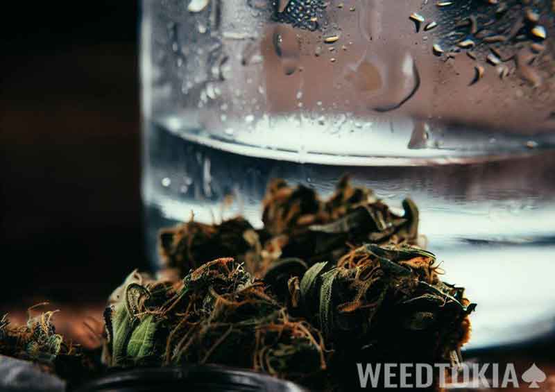 Glass of water with weed