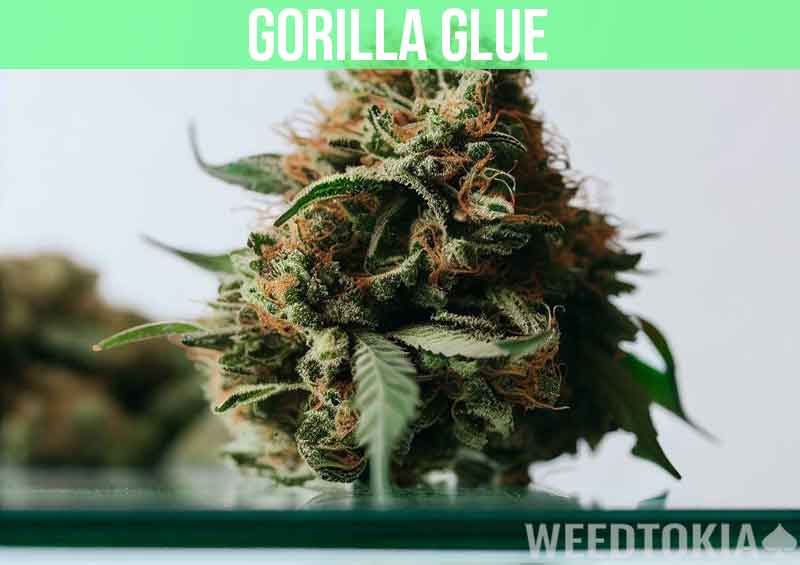 Gorilla Glue at dispensary