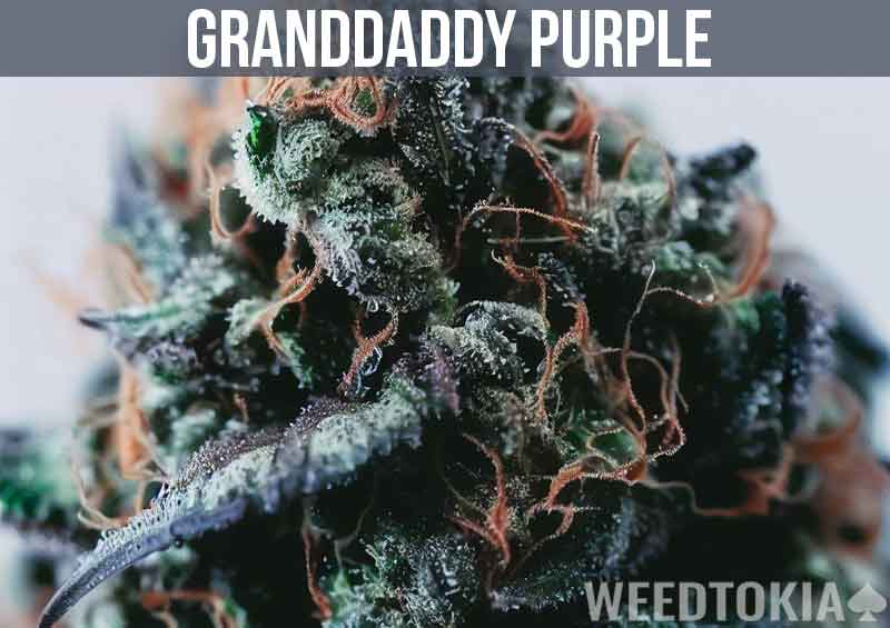 Granddaddy Purple Strain