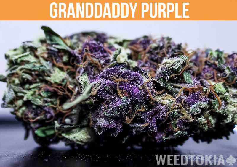 Granddaddy Purple on desk