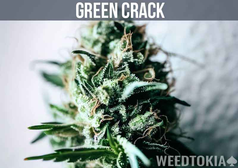 Green Crack Strain