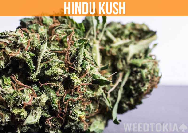 Hindu Kush on desk