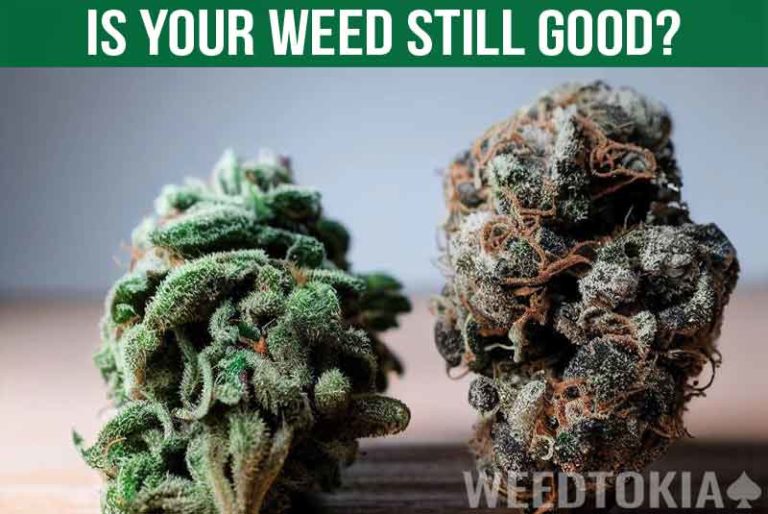 How to Tell if Weed is Still Good: What Good & Bad Weed Look Like ...