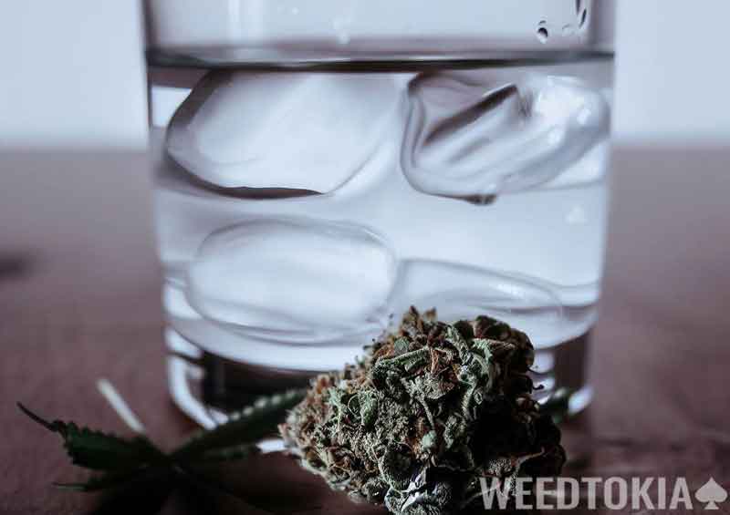 Icy glass of water and marijuana