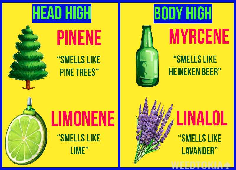 Infographic on head high and body high based on smell