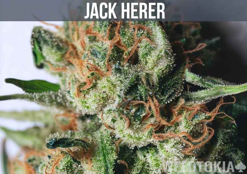 Jack Herer Strain