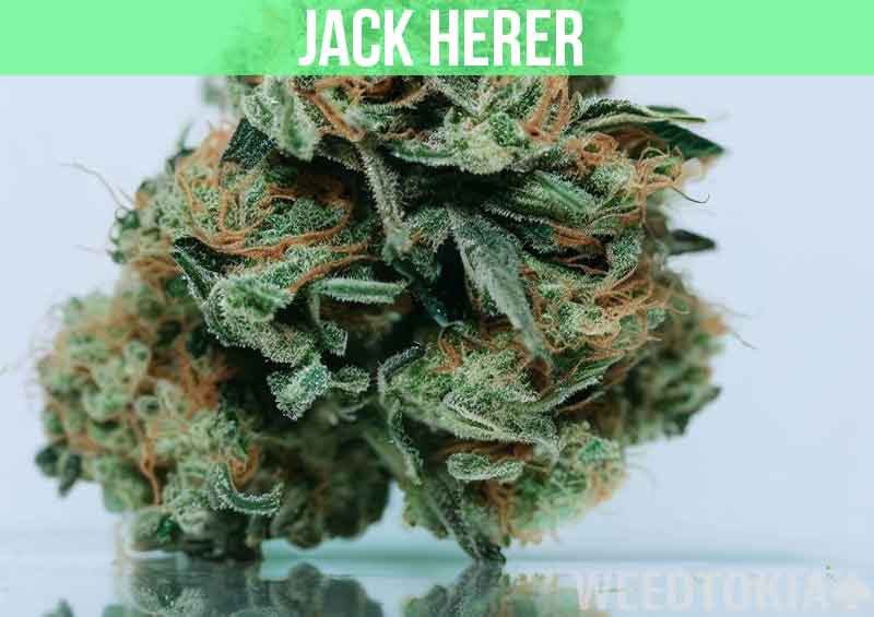 Jack Herer Weed Strain