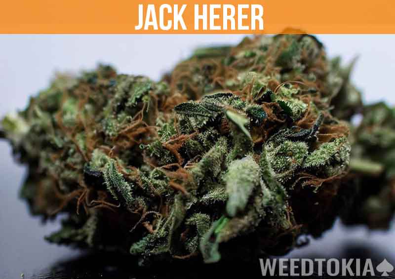 Jack Herer on desk