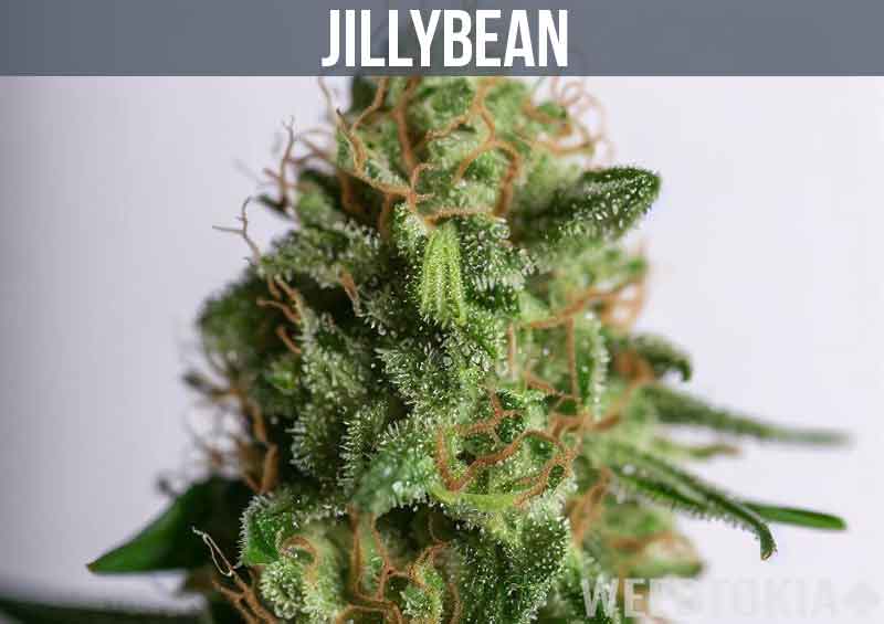 Jillybean Strain