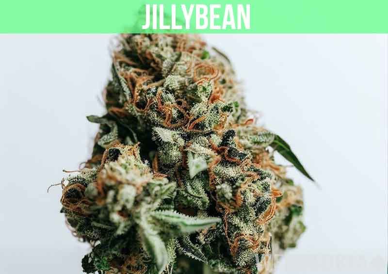 Jillybean at dispensary