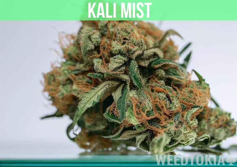 Kali Mist Cannabis Strain