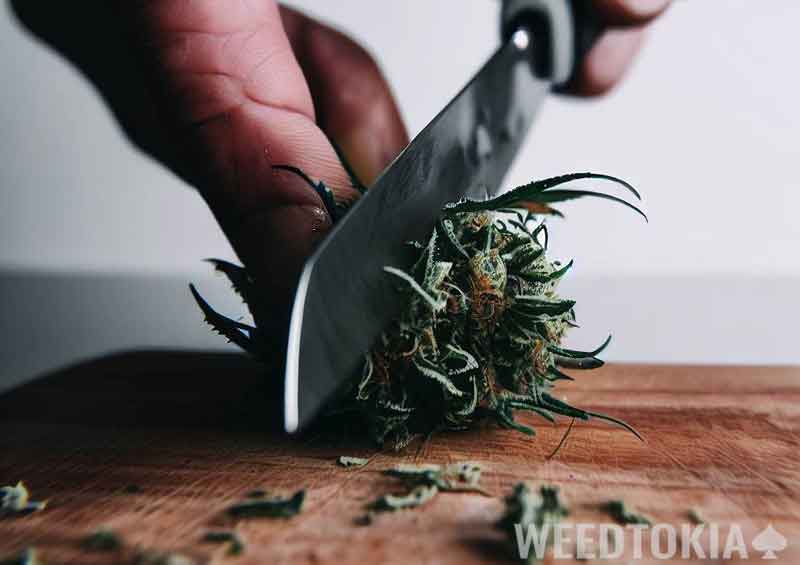 Kitchen knife cutting up weed