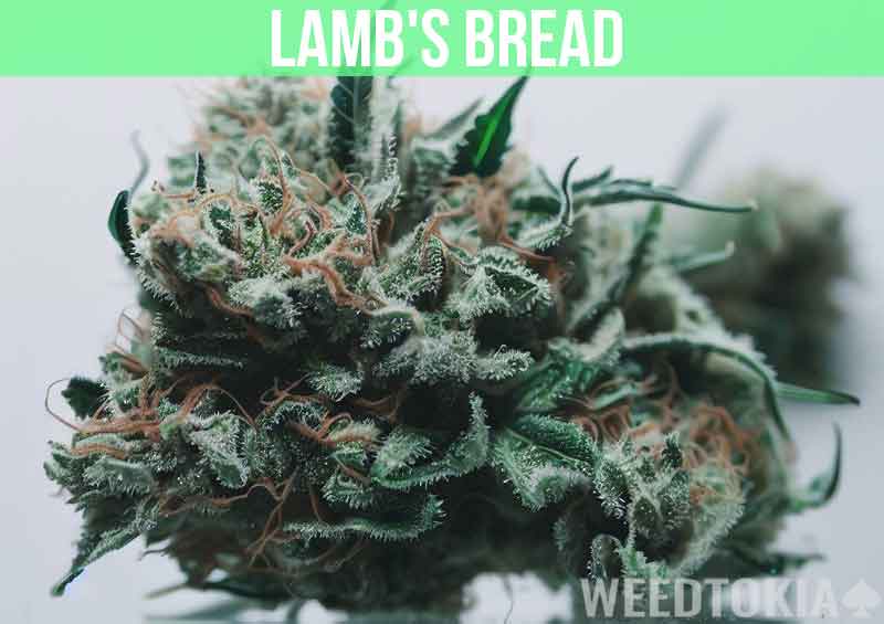 Lambs Bread at dispensary