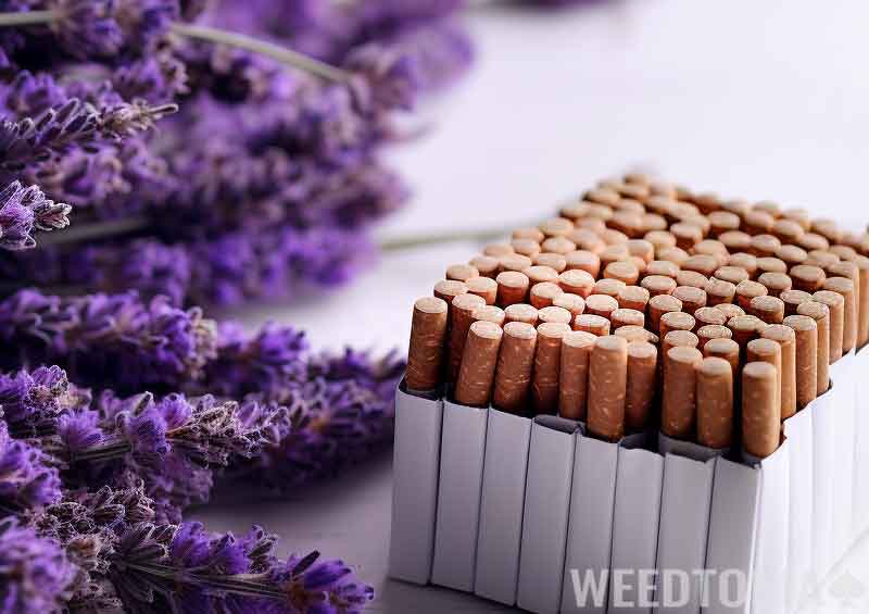 Effects of Smoking Lavender & Other Herbs