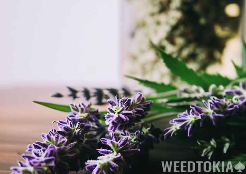 Lavender and weed jar