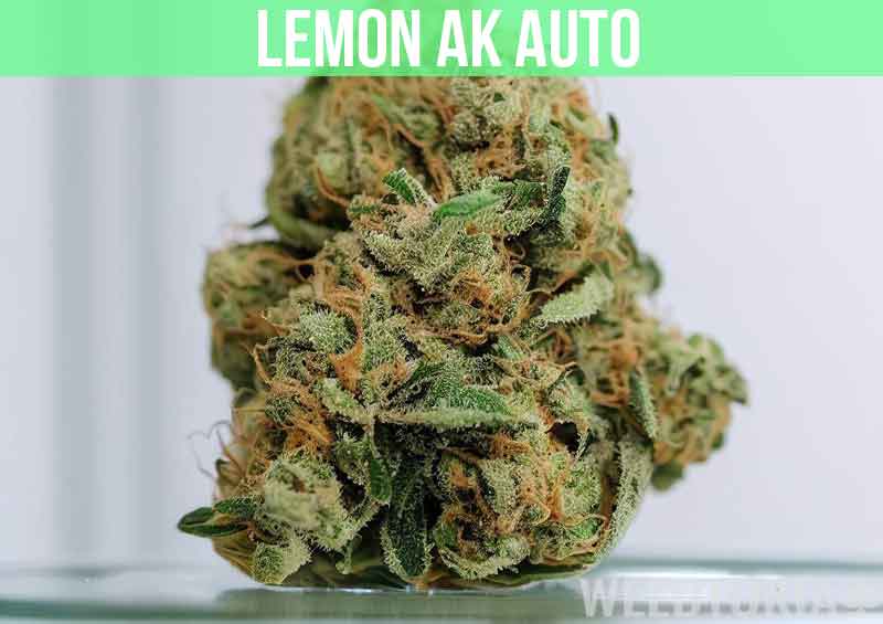 Lemon AK Auto at dispensary